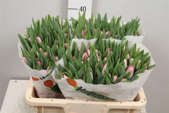 <h4>Tu En Dynasty</h4>