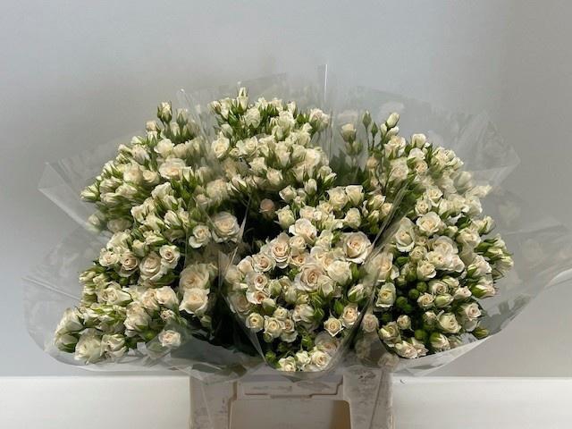 <h4>R TR CREAM GRACIA</h4>