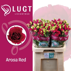 EUS G AROSA RED