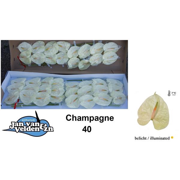 <h4>Anth A Champagne 11 cm X40 Jan van Velden</h4>