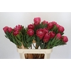Protea Brenda
