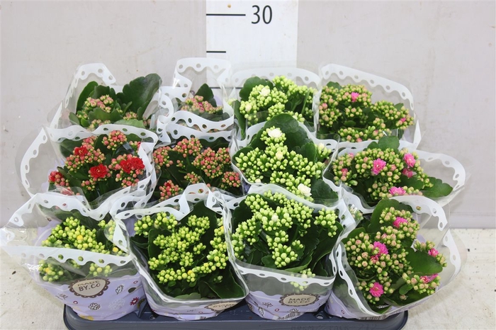 <h4>Kalanchoe Calandiva Mix</h4>