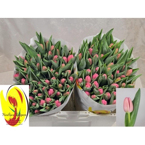 TULIPA EN 'TRESOR'