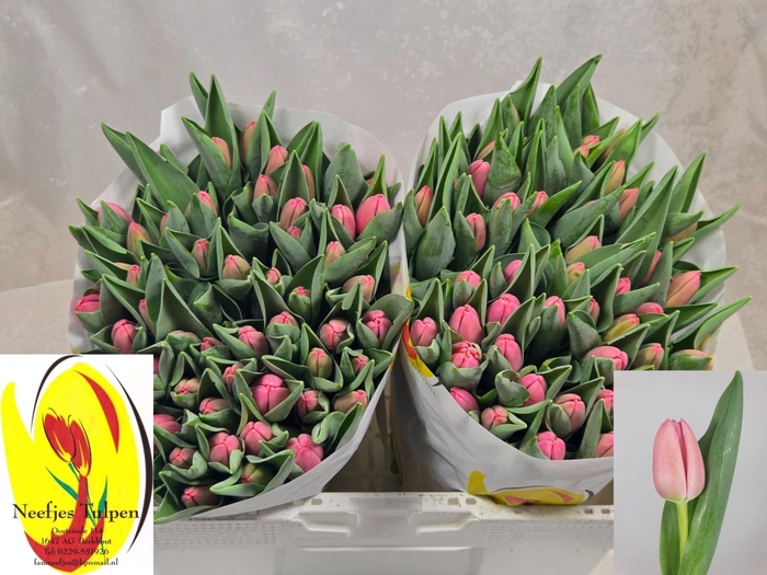 <h4>TULIPA EN 'TRESOR'</h4>