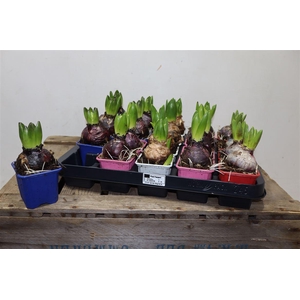 arr8 Hyacin Gem 4 Kl