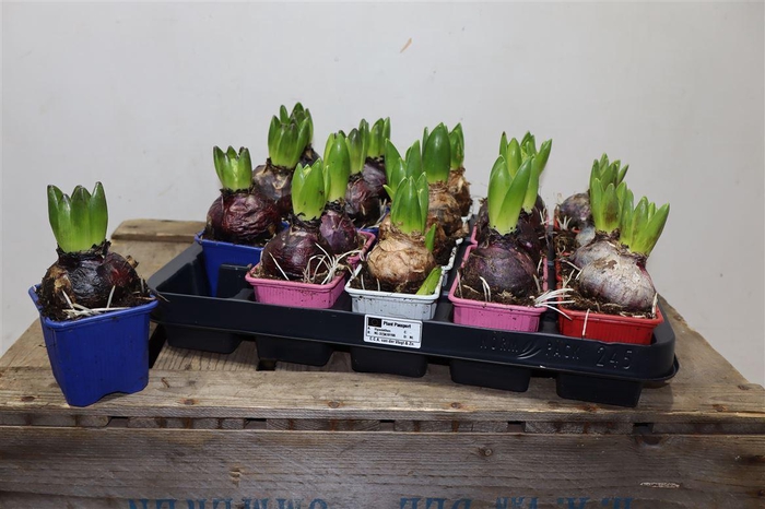 <h4>arr8 Hyacin Gem 4 Kl</h4>