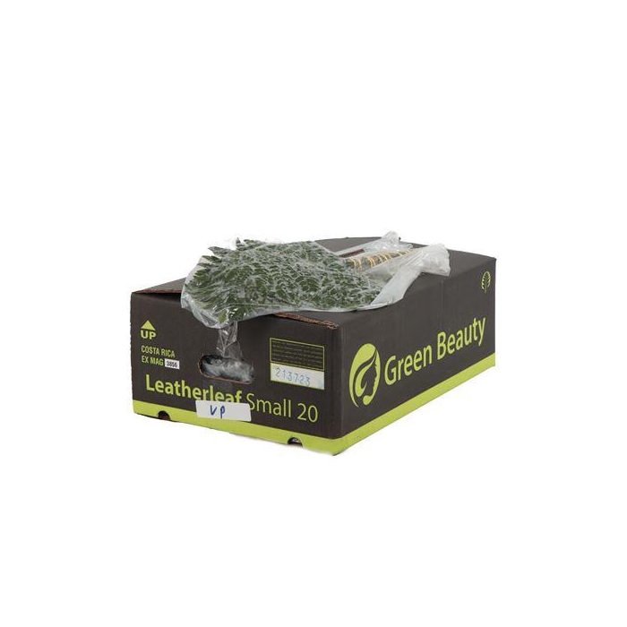 <h4>LEDERVAREN JUNIOR VACUUM GB</h4>