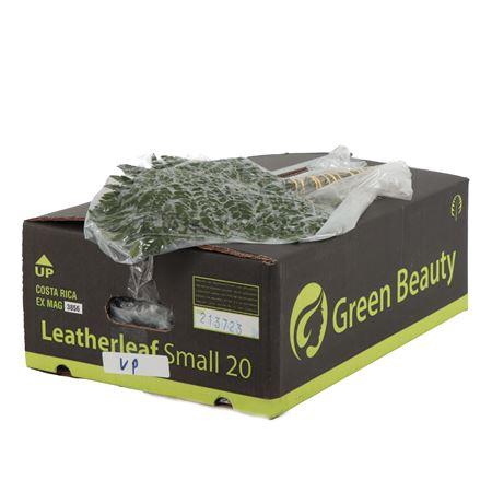 <h4>LEDERVAREN JUNIOR VACUUM GB</h4>