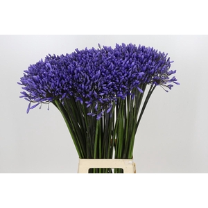 Agapanthus Dr Brouwer