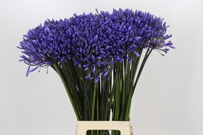 <h4>Agapanthus Dr Brouwer</h4>