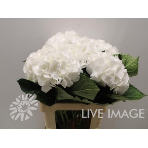 Hydrangea schneeball