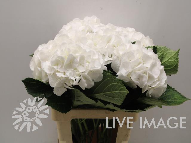 <h4>Hydrangea schneeball</h4>