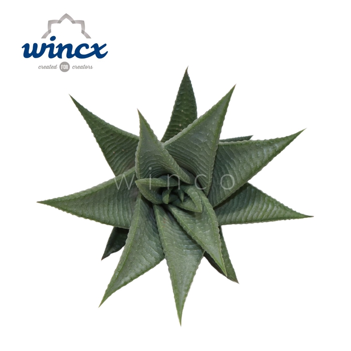 <h4>Haworthia Roux Cutflower Wincx-8cm</h4>