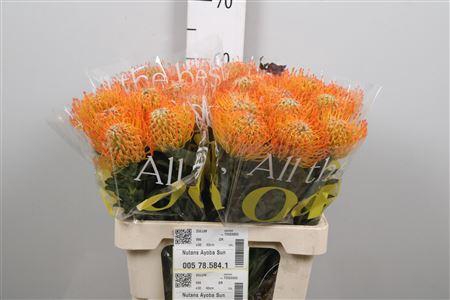 <h4>Leuco Ayoba Sun</h4>