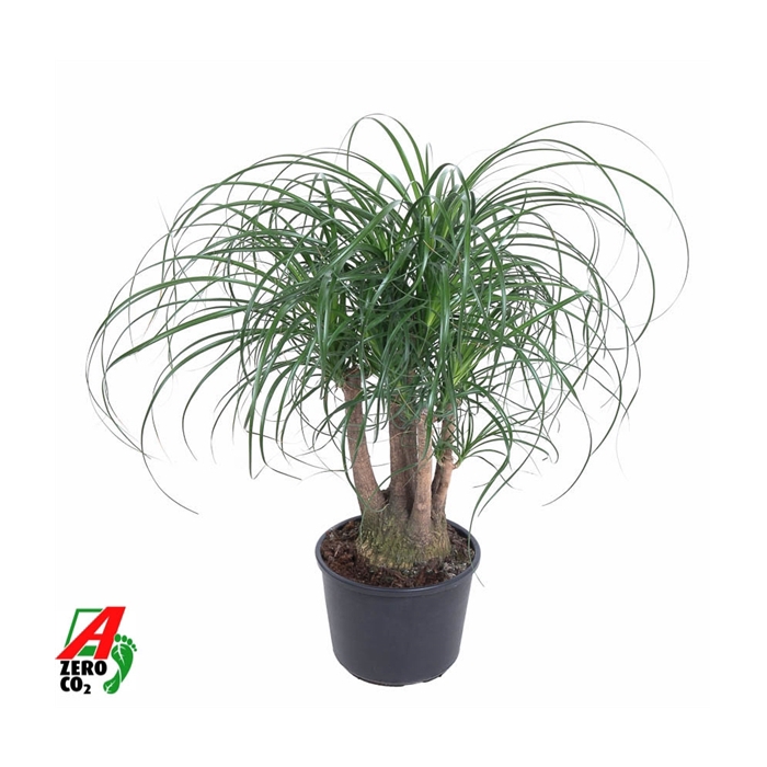 <h4>Beaucarnea vertakt P27 - 1,5ft</h4>