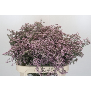 Limonium Safora Oshi Pink