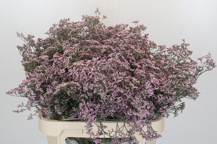 <h4>Limonium Safora Oshi Pink</h4>