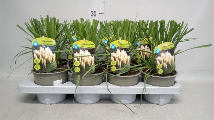 <h4>Cortaderia sell.</h4>