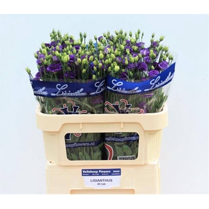 EUST G DOUBLINI BLUE
