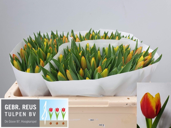 <h4>TU EN DOW JONES</h4>