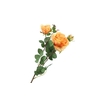 Rosa Peach