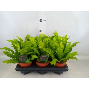Asplenium nidus 'Crispy Wave'
