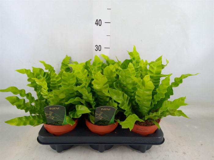 <h4>Asplenium nidus 'Crispy Wave'</h4>