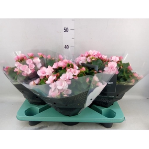 Begonia elat. EN 'Betulia Candy'