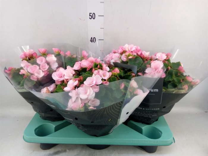 <h4>Begonia elat. EN 'Betulia Candy'</h4>
