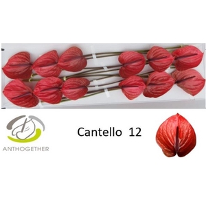 Anthurium Cantello