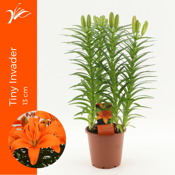 <h4>Lilium Tiny Invader 13 cm (az. lelie)</h4>