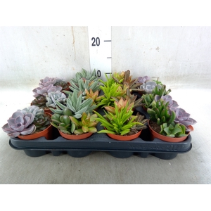 Succulents   ...