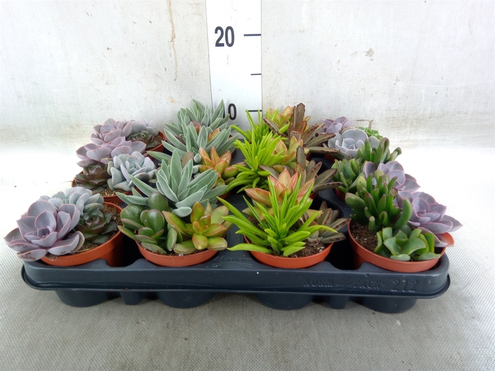 <h4>Succulents   ...</h4>