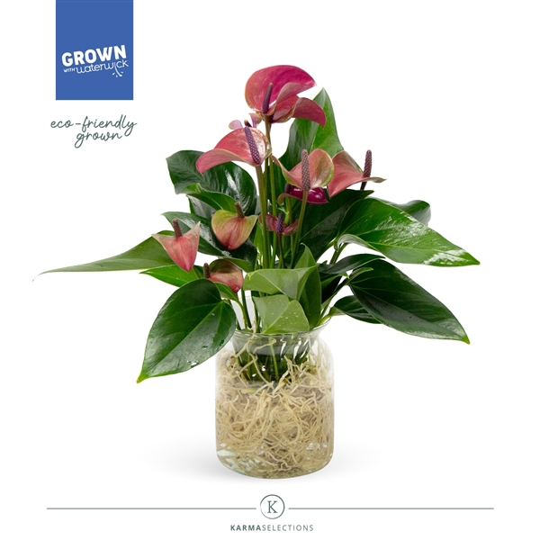 <h4>Anthurium - KARMA Purple | Agua di Karma | Melkbus</h4>