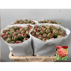 TU DU GUDOSHNIK DOUB