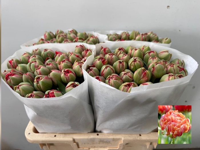 <h4>TU DU GUDOSHNIK DOUB</h4>