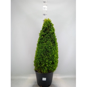 Buxus semp.   ...
