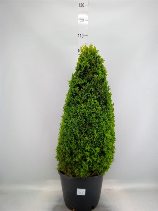 <h4>Buxus semp.   ...</h4>