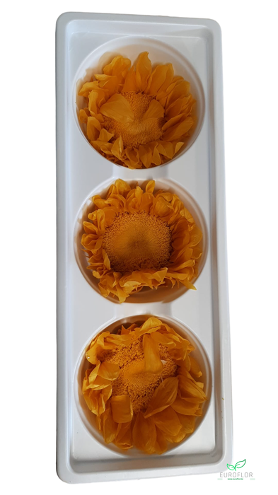 GESTABILISEERDE ZONNEBLOEMEN 8-10CM NATUREL YELLOW 3PCS