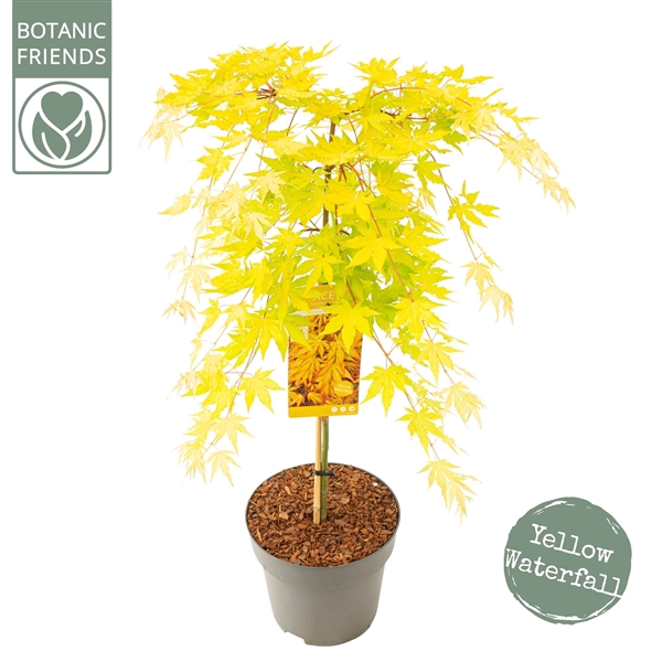 Acer palm. 'Cascade Gold'