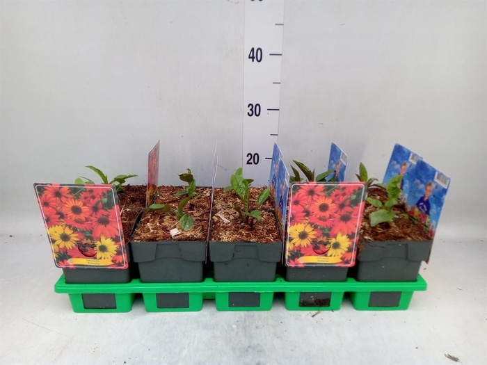 <h4>Echinacea purp.</h4>