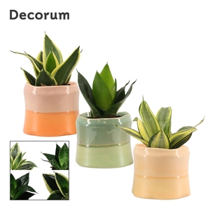 Sansevieria hahnii 9 cm mix in Evita (Craft world-collection)