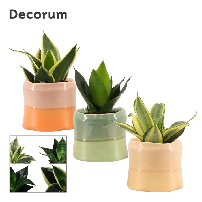 <h4>Sansevieria hahnii 9 cm mix in Evita (Craft world-collection)</h4>