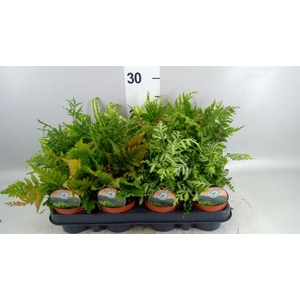 Ferns   ...mix