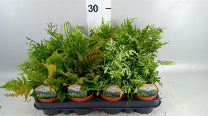 <h4>Ferns   ...mix</h4>