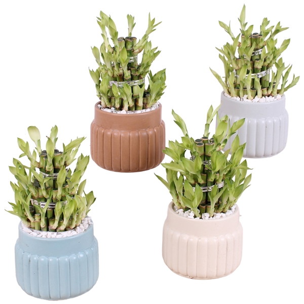 <h4>Lucky Bamboo Shape Round 3S Ø11cm Ceramic SE470</h4>