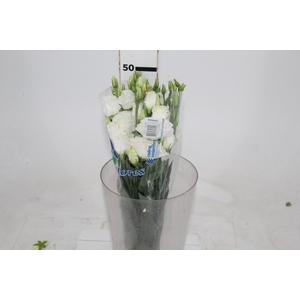 LISIANTHUS MARIACHI WHITE 050 CM MI