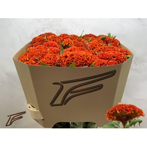 Celosia C Extrem Orange