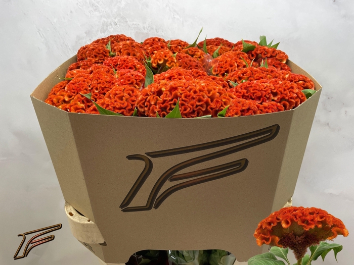 <h4>Celosia C Extrem Orange</h4>