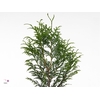 Conifeer Green